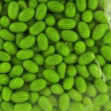 54299 26 Lollywood Watermeloen Gum – 1 kg