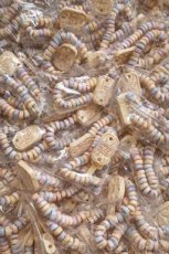 Dextrose Horloges per stuk verpakt 26 Dextrose Horloges verpakt per stuk 9 kg